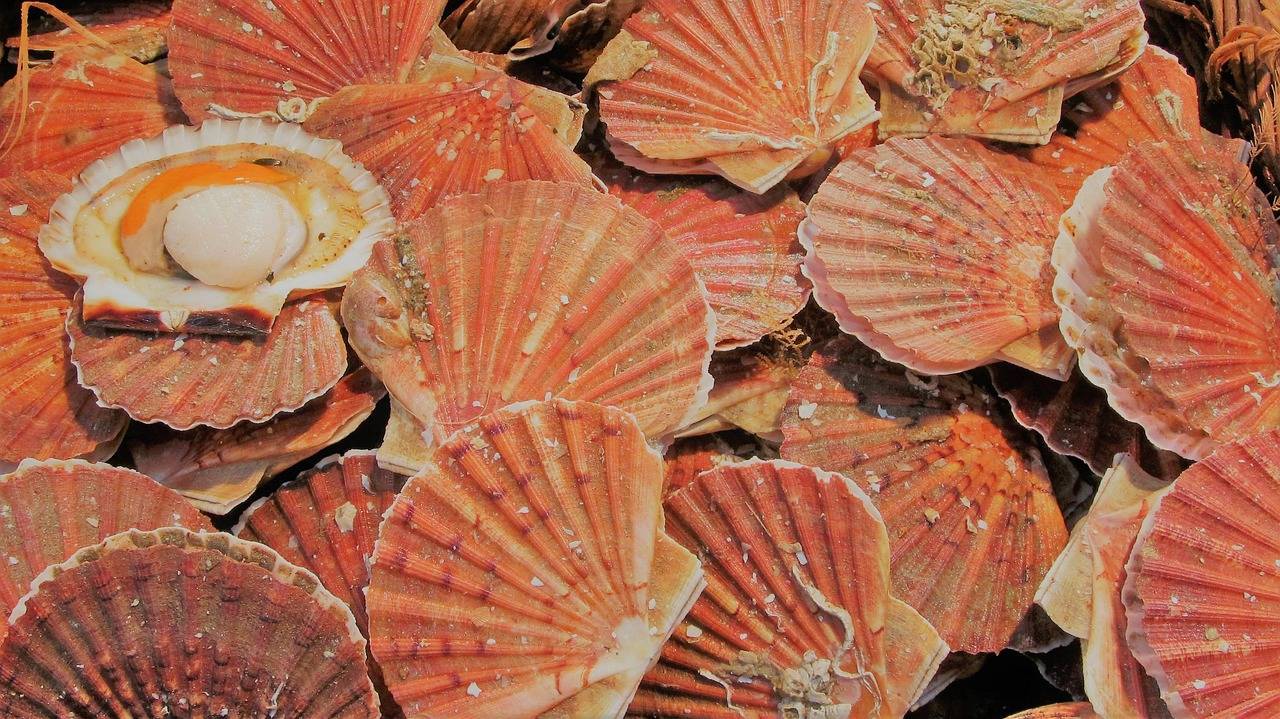 Fête de la coquille Saint-Jacques à Ouistreham
