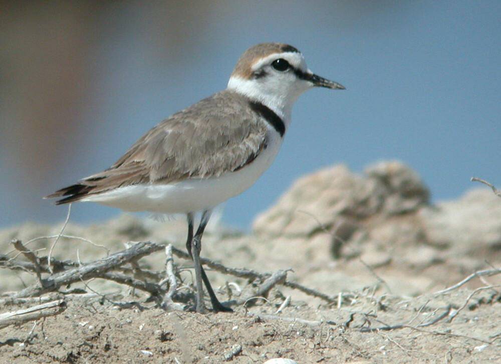 Ring-necked Plover